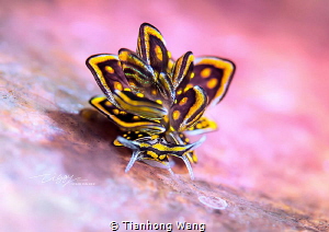 BROOCH
Cyerce nigra .Butterfly.Romblon by Tianhong Wang 